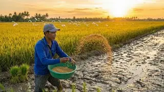 One Man, a Vast Rice Field &mdash; Planting Every Seed by Hand (Daily Life)