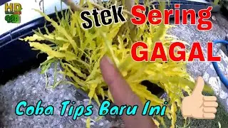 CARA STEK BROKOLI KUNING AGAR BERHASIL   Pakai Trik Ini!!!! #GoGreen #91