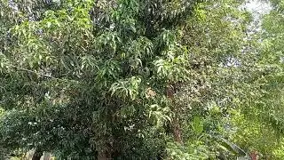 ASMR Nature Sounds | Birds, Animals, Wind & Moving Clouds for Relaxation