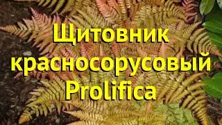 Щитовник красносорусовый Пролифика. Краткий обзор dryopteris erythrosora prolifica Prolifica