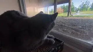 Candid Cat Camera 0111 JUNE 23 2025