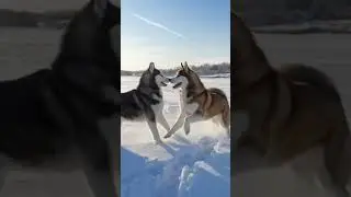 Huskies playing in snow 🦝    #husky #huskylife #animals  #animation #explore #dog  #youtubeshorts