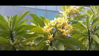 #ofwlife #sgofw #sglife #flowers