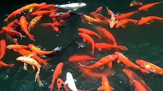CAT GAMES - Winter FISHING (Entertainment videos for cats to watch🐬