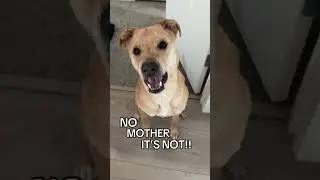 Дерзкая Сандра сегодня вечером вернулась в полную силу 😭 #помогите