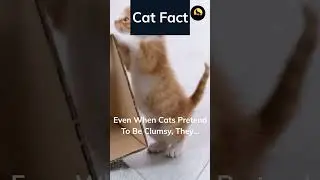 Do you find this cat fact to be true? Let me know in the comments 👇🏻 #shorts #viral #cat #funnycats