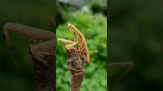 Gemeine Europ&auml;ische Gottesanbeterin Maringgele Praying Mantis religiosa Tier Monster Insekt #shorts
