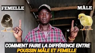 Comment FAIRE Le sexage des Poussins d'un jour goliaths ou locaux