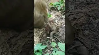 Baby Luno, Luna activities with newborn Luno #monkey #luno #luna