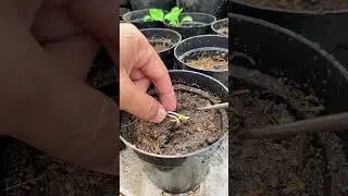 🌱 I PLANTED A GERMINATED SEED&hellip; AND THIS HAPPENED IN 3 DAYS! (No Magic &mdash; Just Science!) 🍽️