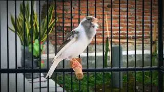 Daily Canary Training Song - Perfect for Beginners and Professionals