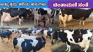 ಅತ್ಯುತ್ತಮ ತಳಿಯ ಹಸುಗಳು ಚಿಂತಾಮಣಿ ಸಂತೆ The best quality breed of cows is Chintamani cow Market