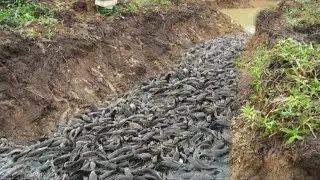 Primitive Technology-Unique Fishing Catching - Fish Trap - The First Trap Can catch a lot of fish #8