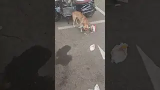 Firulay en desorden  #firulay #caninos  #humorbrasil