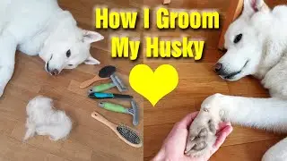 How To Groom A Husky