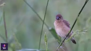 Juvenile Spice Finch Feeding Behavior and Chirping Sounds in their Natural Habitat | Birdwatching