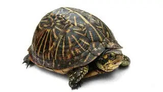 Chinese acupuncture, the turtle method