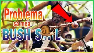 ORCHID PEST | Bush Snails