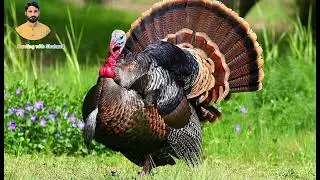 turkey bird sound/turkey bird call hunting/Turkish bird sound /turkish bird call/#birds #subscribe
