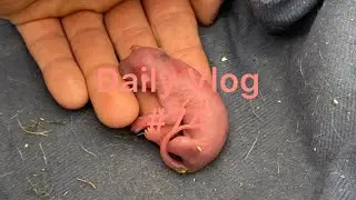 Daily Vlog #74 Update On The Pond And Seeing The Baby Possum