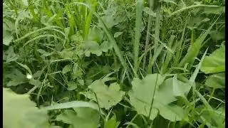 (Quiamato) Quiabo e mato, bom também ,