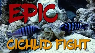 Mbuna aggression Epic African cichlid fight demasoni vs johanni 4k