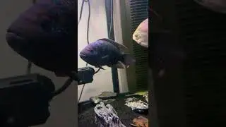 Beautiful Jack Dempsey cichlid #fishaquarium #fish #fishtank #foryou #cichlid