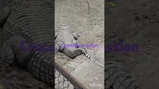 Crocodile in action #crocodile #zoo #rest #lahorezoo #familytime #trendingshorts