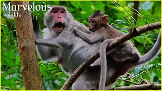 Good Job! Jane monkey p+rohibition Jonna clings, She needs the bb to learn responsibility by herself