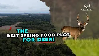 The BEST Spring Food Plot for Deer!