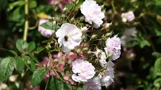 What3Plants 11 Clematis montana 'Broughton Star', Rosa 'Paul's Himalayan Musk', Rosa 'White Dragon'