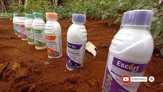 ALL ROUND PROTECTION AGAINST INSECT PESTS