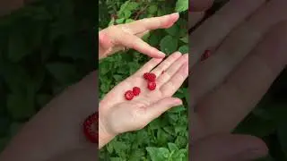 Japanese Wineberry in the permaculture garden in Denmark