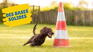 6 APPRENTISSAGES INDISPENSABLES avant de commencer l'Agility avec son chien