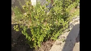 reproducir oregano por esqueje y acodo