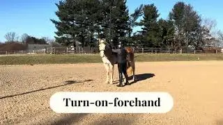 Brightwood Dressage New Year&rsquo;s Challenge: Turn-on-Forehand