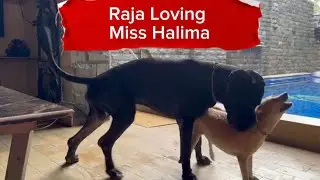 The Greatdane Loving Miss Halima