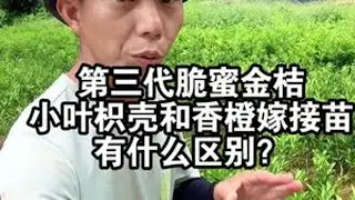 第三代脆蜜金桔苗，种植小叶枳壳和香橙嫁接苗有什么区别？ #脆蜜金桔 #融安金桔 #金桔