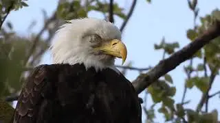 Aquila calva assonnata...