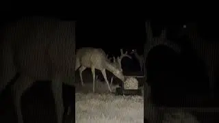 Whitetail Bucks in Velvet | North West Georgia Bucks 2024 #whitetaildeer