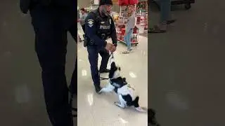 ehind Our Safety Stands a Loyal K9❤️#dog #dogs #doglover #love #dogsoftiktok #loyalty #safe #fyp