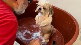 Que APLICO, COMO y CUÁNTO DURO Bañando a mi Shih Tzu