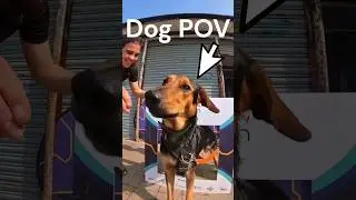 Running from dog POV #parkrun #shorts