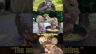 &ldquo;Hippo, Monkey, Cow, Squirrel & Gorilla Mukbang 🐾 | Cute Animal Eating Moments&rdquo;