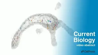 Hydra vulgaris endoderm nerve net 3D reconstruction / Curr. Biol., Oct. 29, 2025 (Vol. 35, Issue 22)