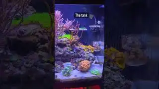 #saltwateraquarium #coral #fishtank #aquarium #anemone #chillmusic #chill #shorts #sump #refugium