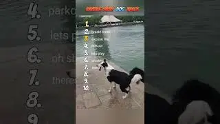Funny Dog Videos #dog #doglover  #top10dogs #shorts #doglife #funnydog #dogshorts