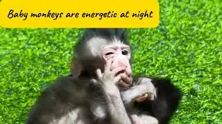 Midnight Zoomies! Baby Monkey Won&rsquo;t Go to Bed 🐒🌙
