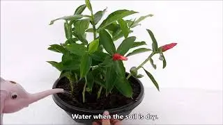 Red Button Ginger Propagation by Stem Cuttings