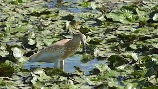 Squacco heron, Ardeola ralloides, &Uuml;st&ouml;k&ouml;sg&eacute;m, Rallenreiher